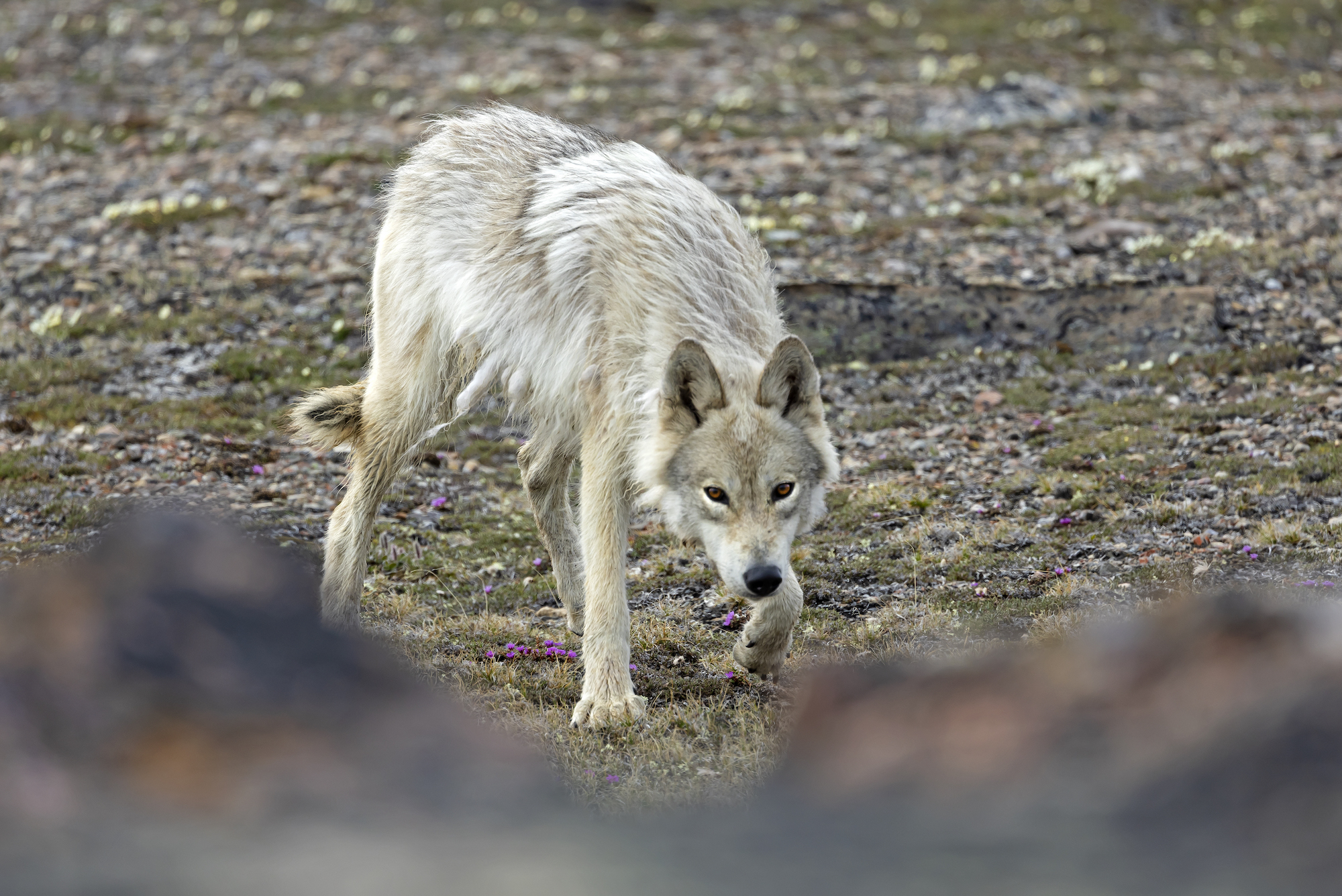 Arctic wolf on Axel Heiberg