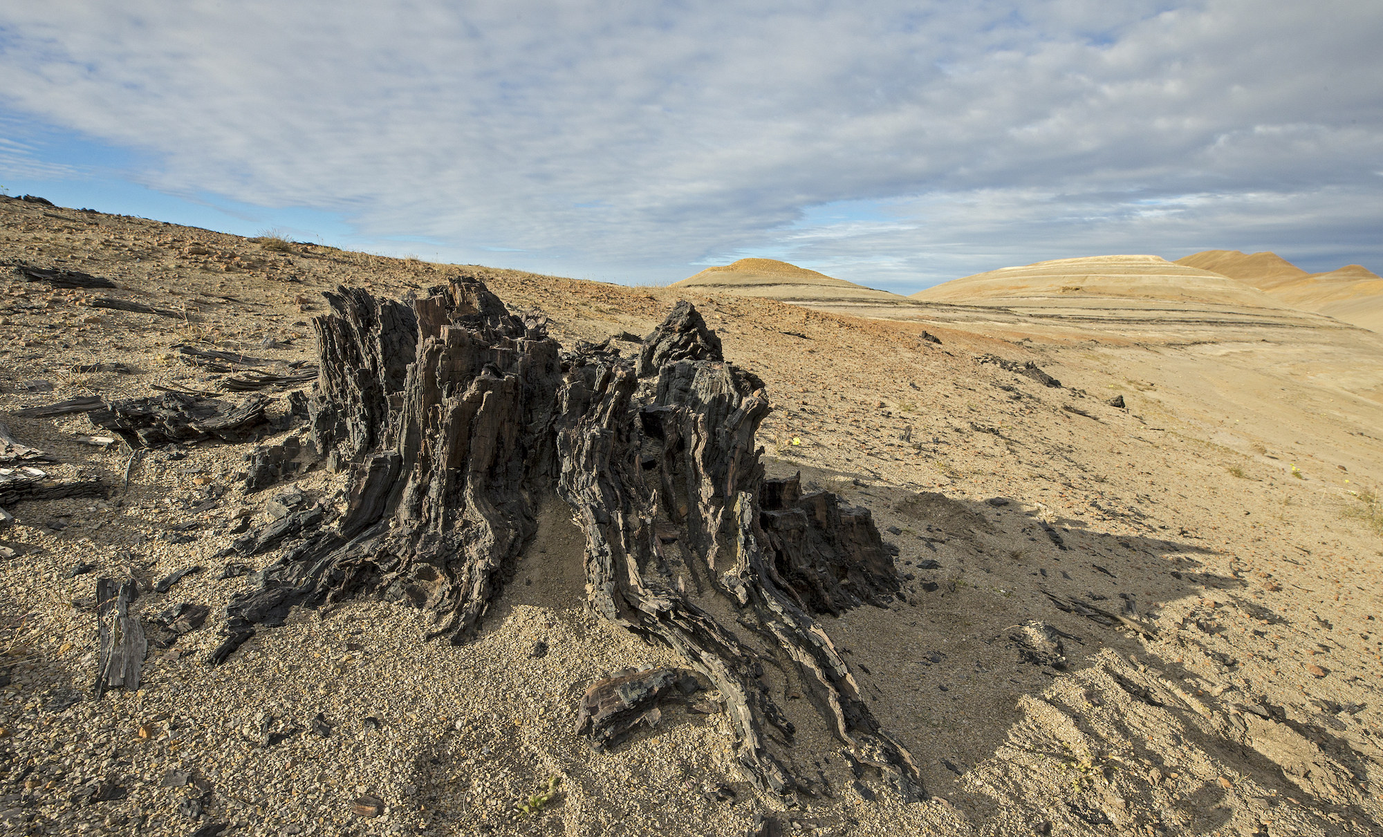 Mummified forest tree stump axel heiberg