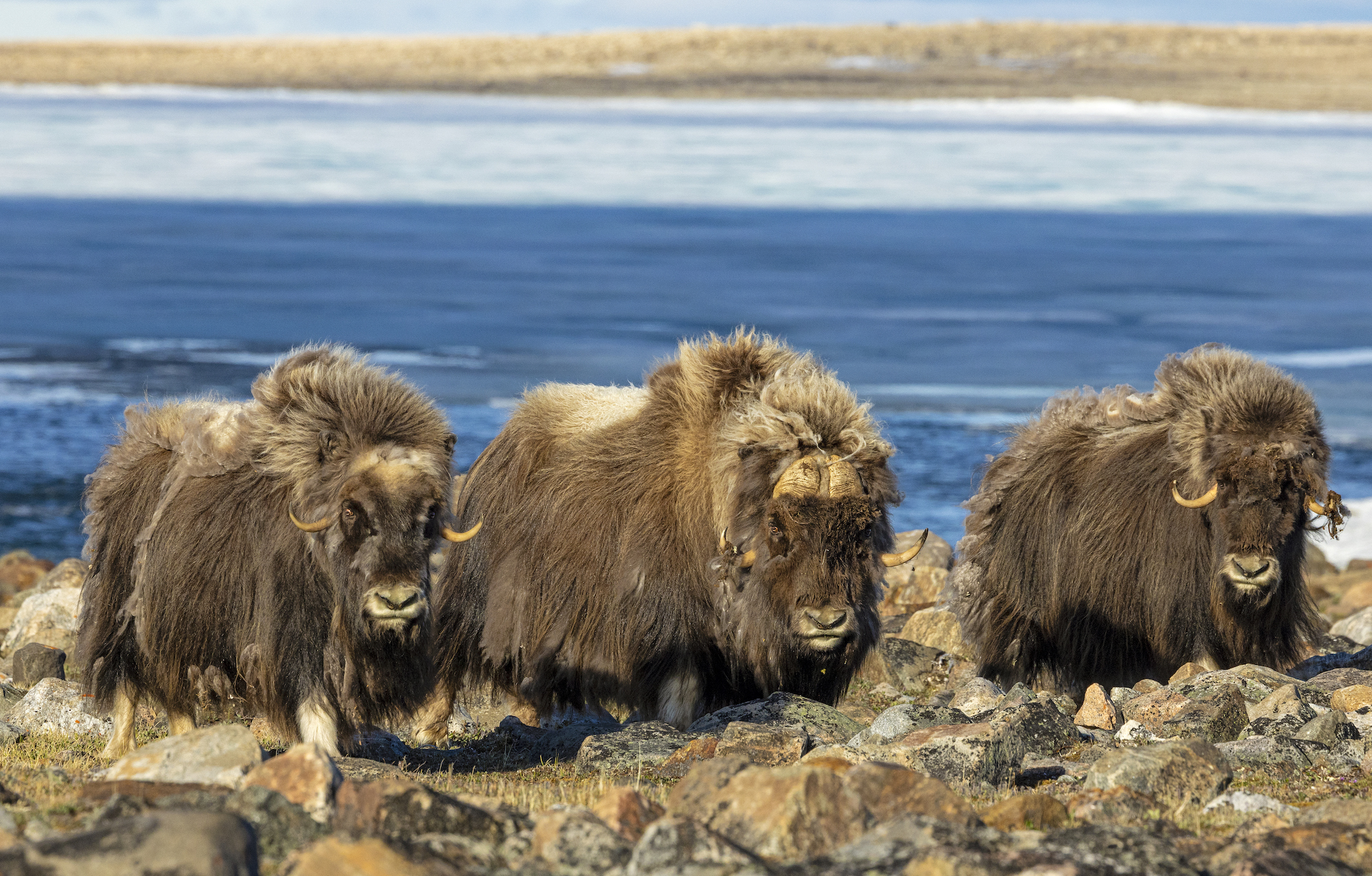 Muskoxen on the tundra
