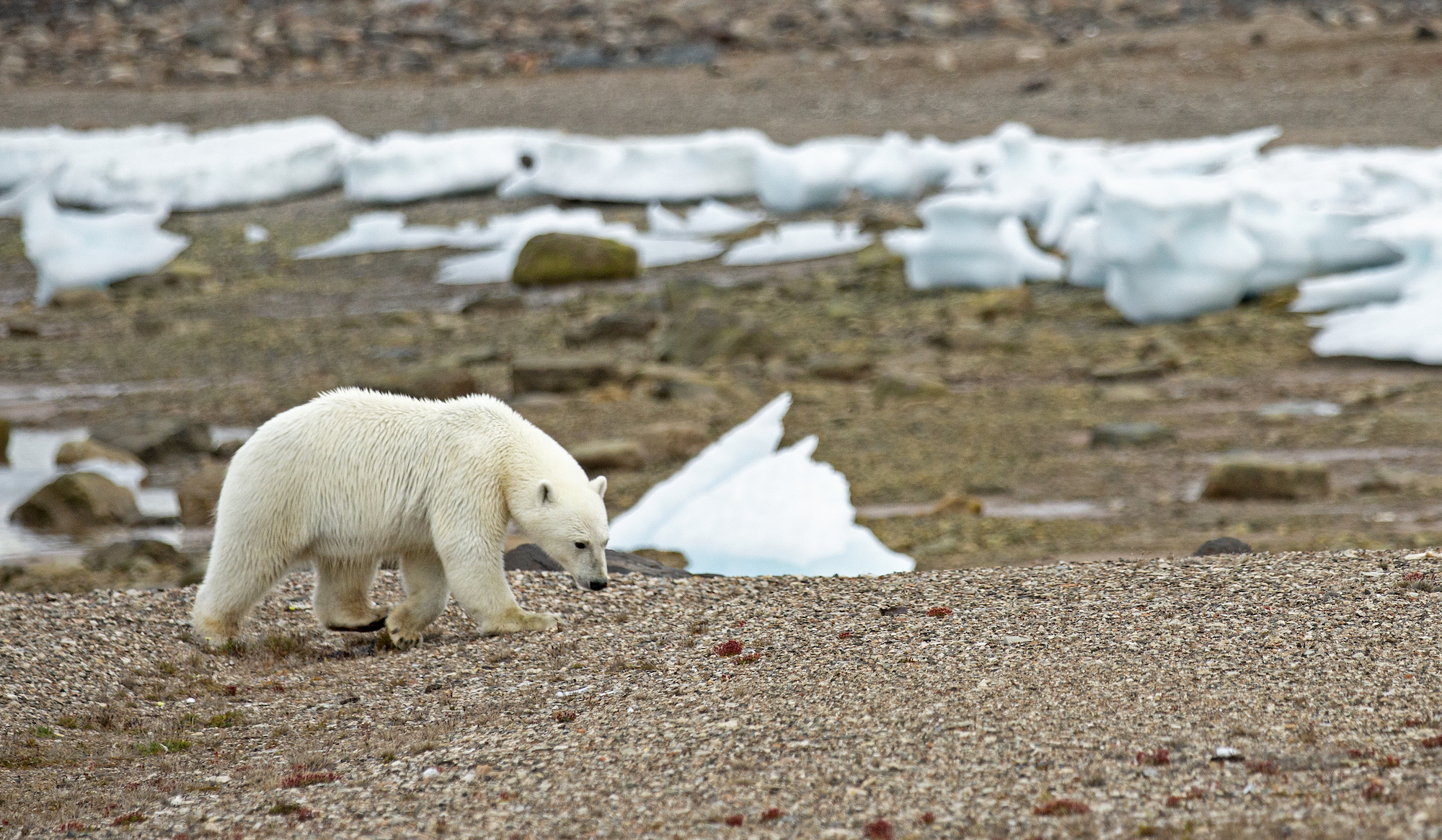 Polar bear walking on the coast of Axel Heiberg