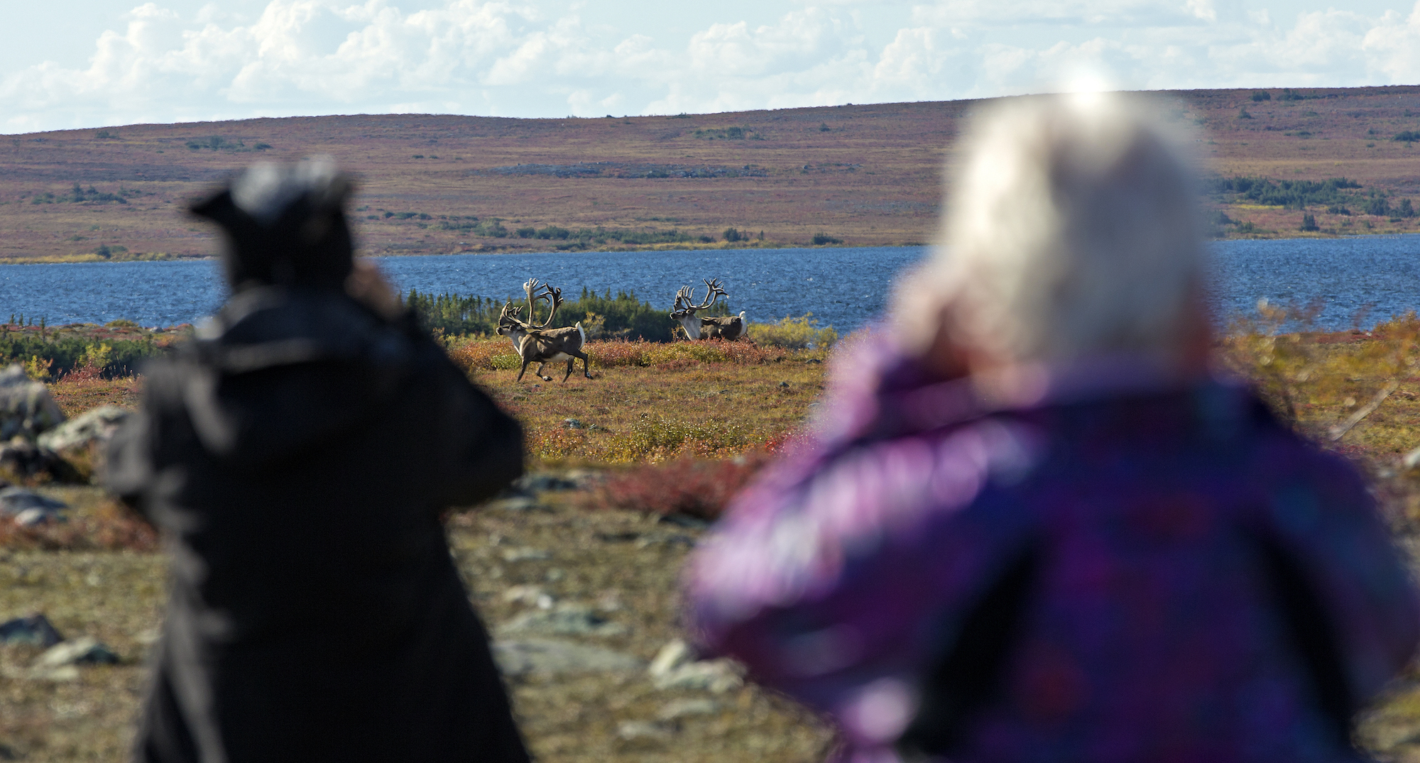 Photographing caribou with Weber Arctic