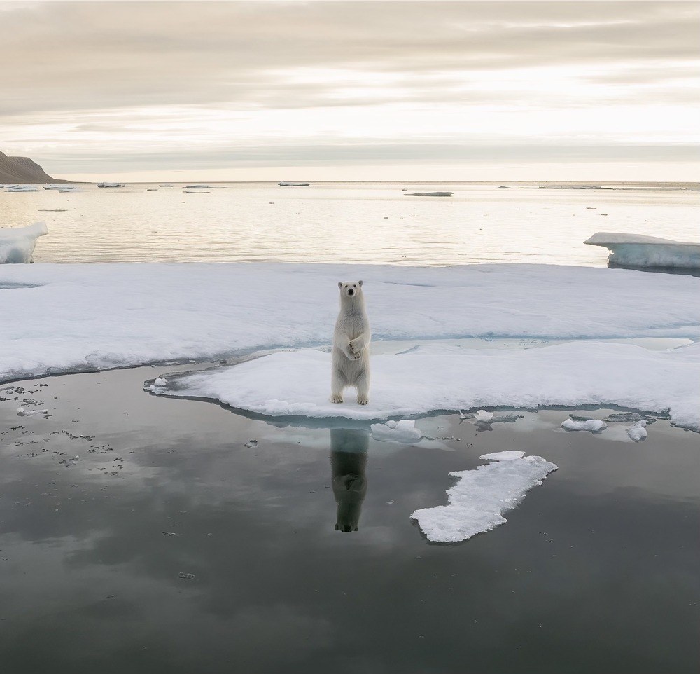 Polar bear on ice near Arctic Watch 1
